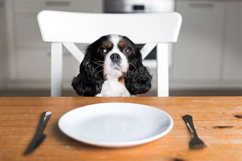 Cachorro Pode Comer Pinhão Cozido