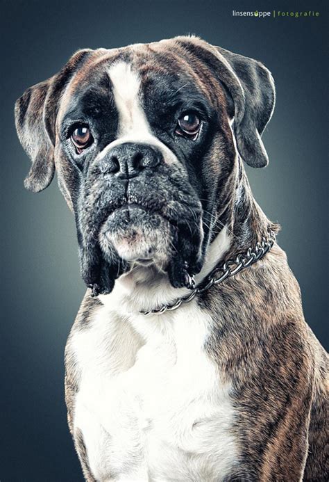 Amazing Dog Portraits By Daniel Sadlowski Inspirationi