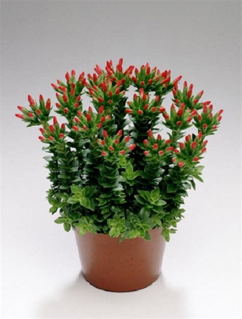 crassula coccinea — plant wholesale floraccess