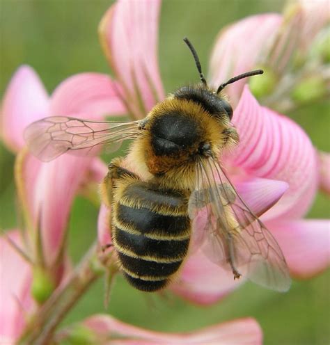 68 Best Solitary Bees Images On Pinterest Bees British And Honey