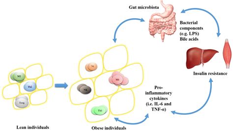 Frontiers Obesity Driven Gut Microbiota Inflammatory Pathways To