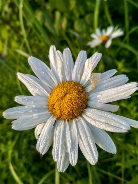 Chamomile Flower In The Morning Sun With Beautiful Dew On The Petals