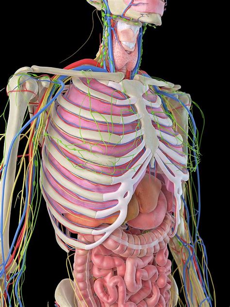 Human Ribcage And Organs Photograph By Sciepro Pixels