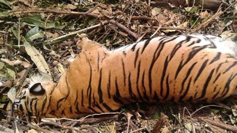 Seekor Harimau Sumatra Ditemukan Mati Di Perkebunan Warga