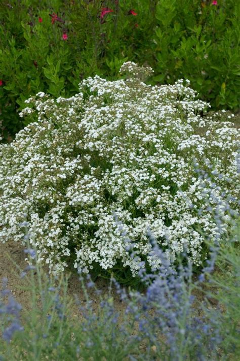 Creeping baby's breath is a perennial ground cover. How to Grow Baby's Breath and Use it in Arrangements | HGTV