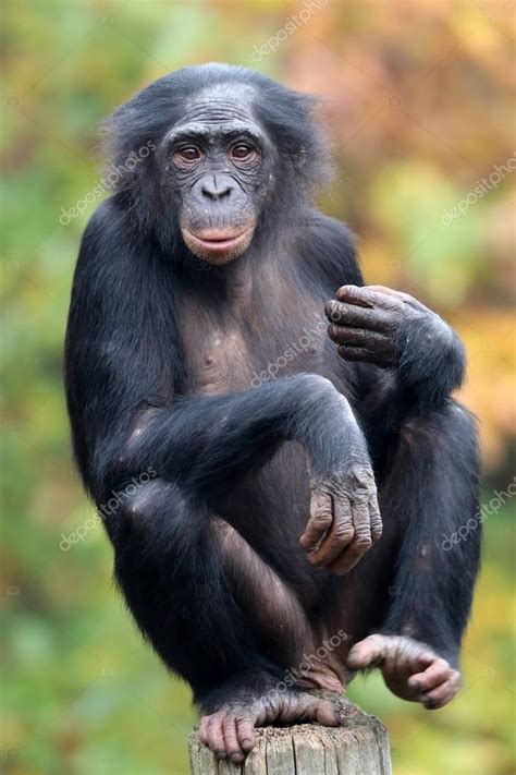 Sehr viele fotos verdeutlichen den text. Bonobo Affen in Natur Lebensraum — Stockfoto © EBFoto ...