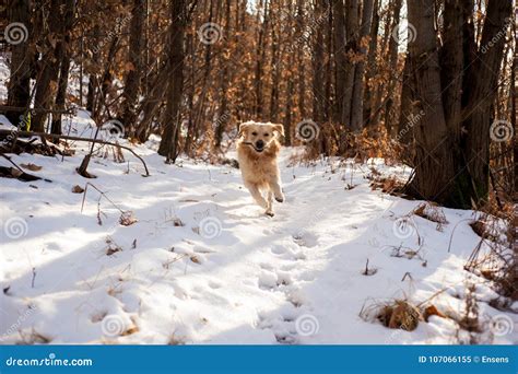 Golden Retriever In The Snowy Forest Stock Image Image Of Action