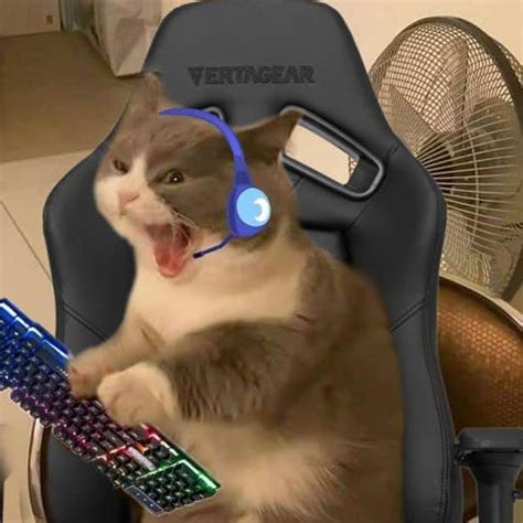 Memeawards 2022 On Twitter In 2022 Gamer Cat Funny Cute Cats Cat Icon