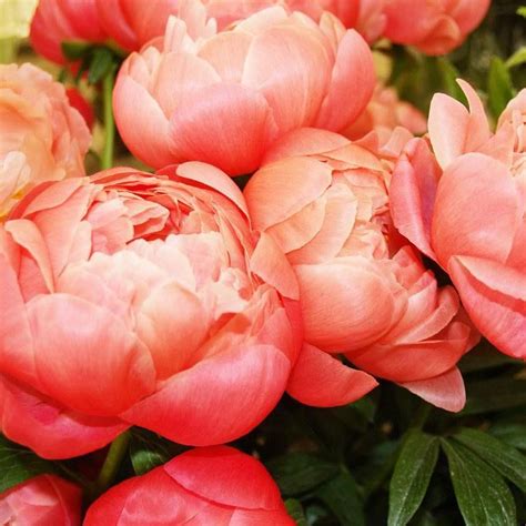 Shop by unit of sale. Check out the deal on Peony Coral Charm at Leafari # ...