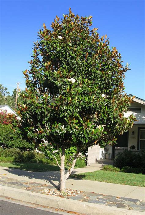 Magnolia Grandiflora Little Gem Evergreen Magnolia Leafland