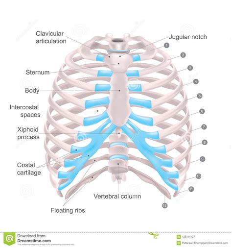 We begin by talking about the structure. Human Rib Anatomy