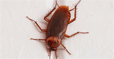 Can Cockroaches Climb Walls Exploring Their Anatomy