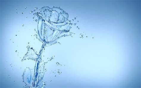 Water Flower Wallpapers Top Free Water Flower Backgrounds