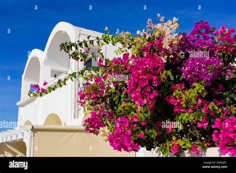 Greek Bougainvillea Europe Hi Res Stock Photography And Images Alamy