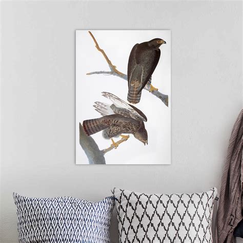 audubon red tailed hawk wall art canvas prints framed prints wall peels great big canvas