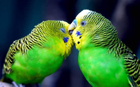 Wideref Cute Love Birds Loving Wallpapers Colorful Kissing Birds Backgrounds For Mobile Phone