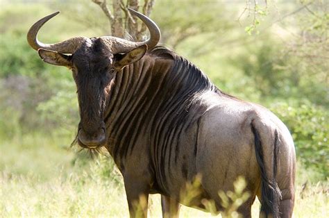 Wildebeest Natural History On The Net