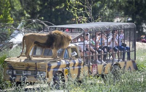 Maybe you would like to learn more about one of these? ¿Pondrías un león en tu cabeza?: El safari de Rancagua que ...
