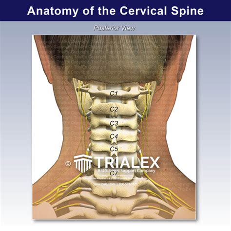 Cervical Spine Diagram