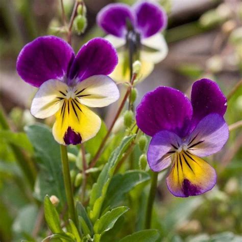 40 Pansy Flower Seeds Be81026 21 Etsy