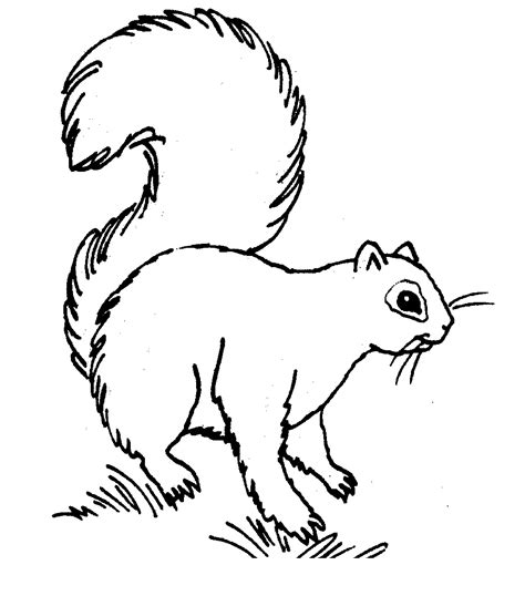 Printable Squirrel Coloring Pages Printable World Holiday