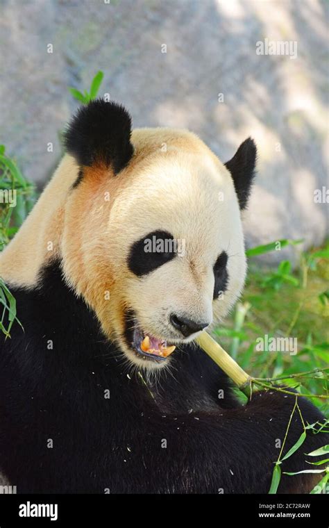 Giant Panda Eats Bamboo Stock Photo Alamy