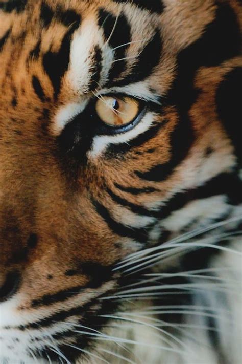 17 Best Images About Eye Of The Tiger On Pinterest Tigers A Tiger