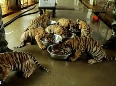 Centro De Cr A De Tigres Siberianos En China Da Frutos Cachorros