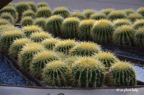 The desert is a difficult place to to move nutrients up their roots, plants evaporate water from their leaves in a process called transpiration. cactus Archives - Ramblings from a Desert Garden