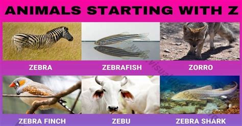 Animals that Start with Z: 12 Interesting Names of Animals Beginning