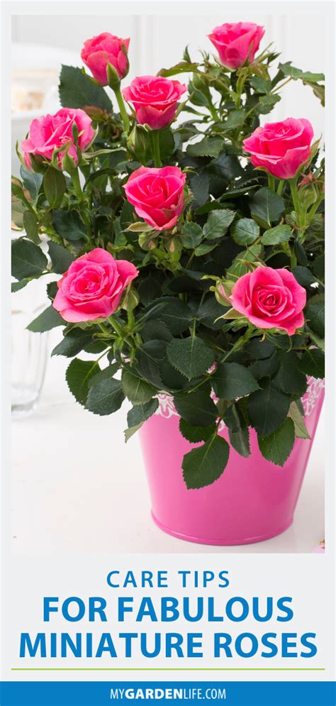Care Tips For Fabulous Miniature Roses Indoor Roses Plant Rose Plant