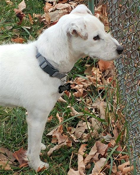Fur Fun Rescue - This Jack Russell Terrier mix is Chisum.... | Facebook