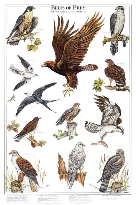 Gamebirds And Foul The Galliformes Educational Poster Poster At