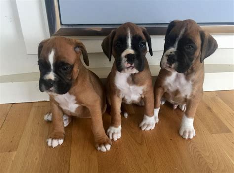 Boxer Puppies For Sale | New York, NY #295344 | Petzlover