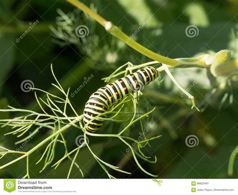 Side View Of Pest Green Caterpillar Macro Of Butterfly Larva Stock
