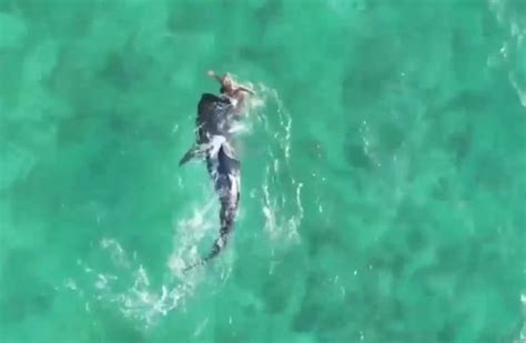 Χελώνα νίκησε καρχαρία Δείτε το βίντεο Ertnewsgr