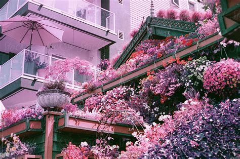 Pink House Covered In Flowers By Stocksy Contributor Hayden Williams