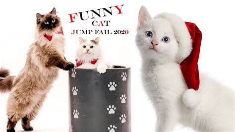 Funny Cat Jump Fail 2020 Cats Will Make You Laugh Cat Jump Fail
