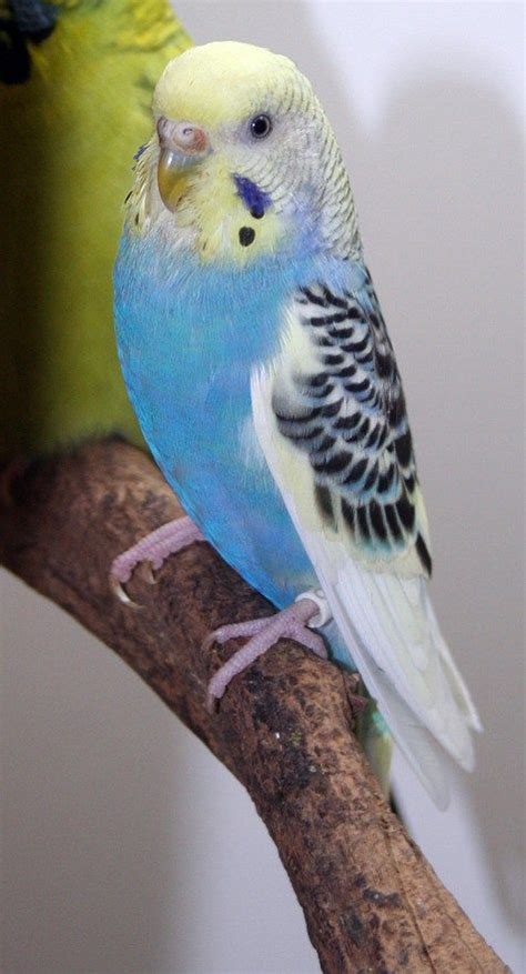 Budgie Parakeet Colors Varieties Mutations Genetics Budgies