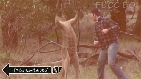 Man Punches Kangaroo To Be Continued Youtube