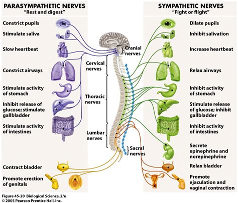 The Nervous System Functions And Structures