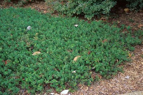 Arctostaphylos Uva Ursi Bearberry Native Low And Dense Growing