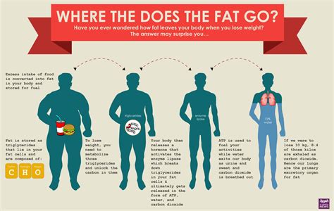 The Big Fat Question During Weight Loss Where Does Fat