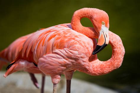 Cute Pink Flamingo Wallpaper