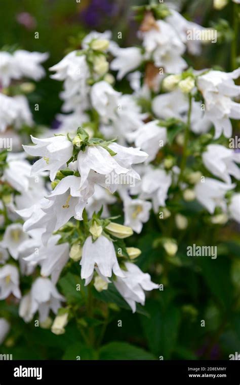 Campanula Punctata Wedding Bellswhite Flowers Floweringperennials