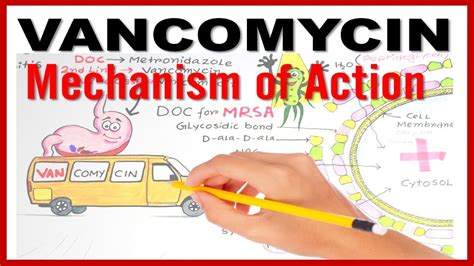 Find methods information, sources, references or conduct a literature review on vancomycin. VANCOMYCIN Mechanism of Action - YouTube