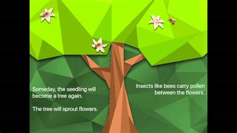 Vector image life cycle of apple tree. Apple Tree Life Cycle - YouTube