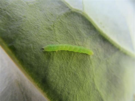 Look for a green worm on your rose petals. Cabbage Worms: How to Identify and Get Rid of Cabbageworms ...
