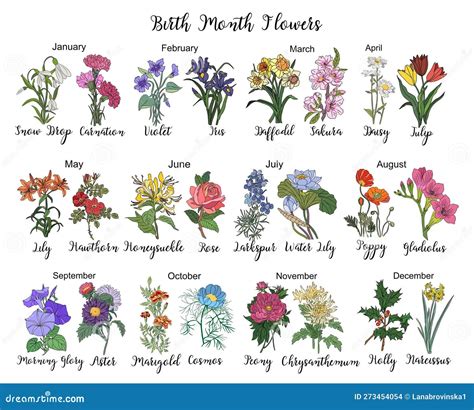 Set Of Birth Month Flowers Colorful Vector Drawing Stock Vector