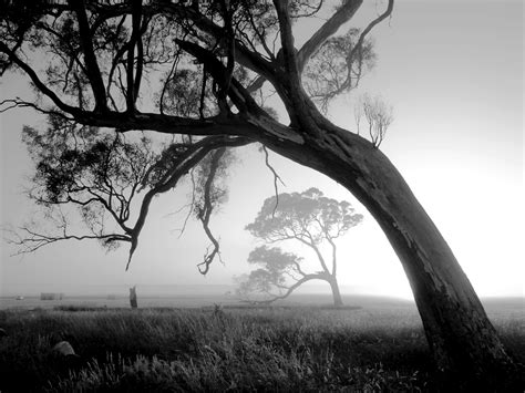 Pin Von Alexine Langdon Auf Black N Whites Baum Fotografie